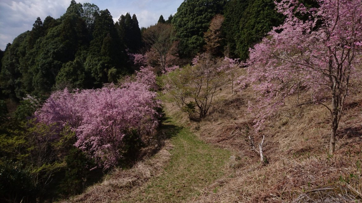 来年こそは行きたい！山奥にある桜の園