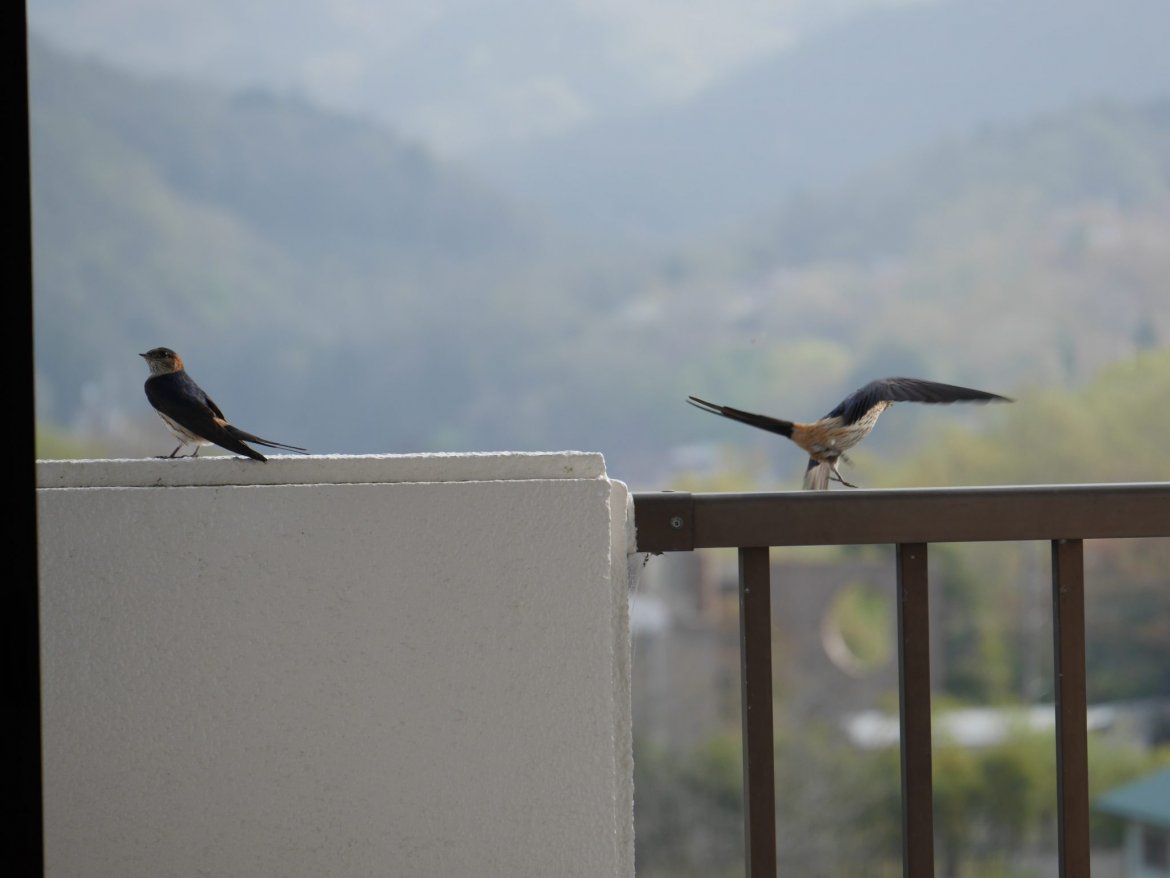 おかえり！つばめさんヽ(^o^)丿