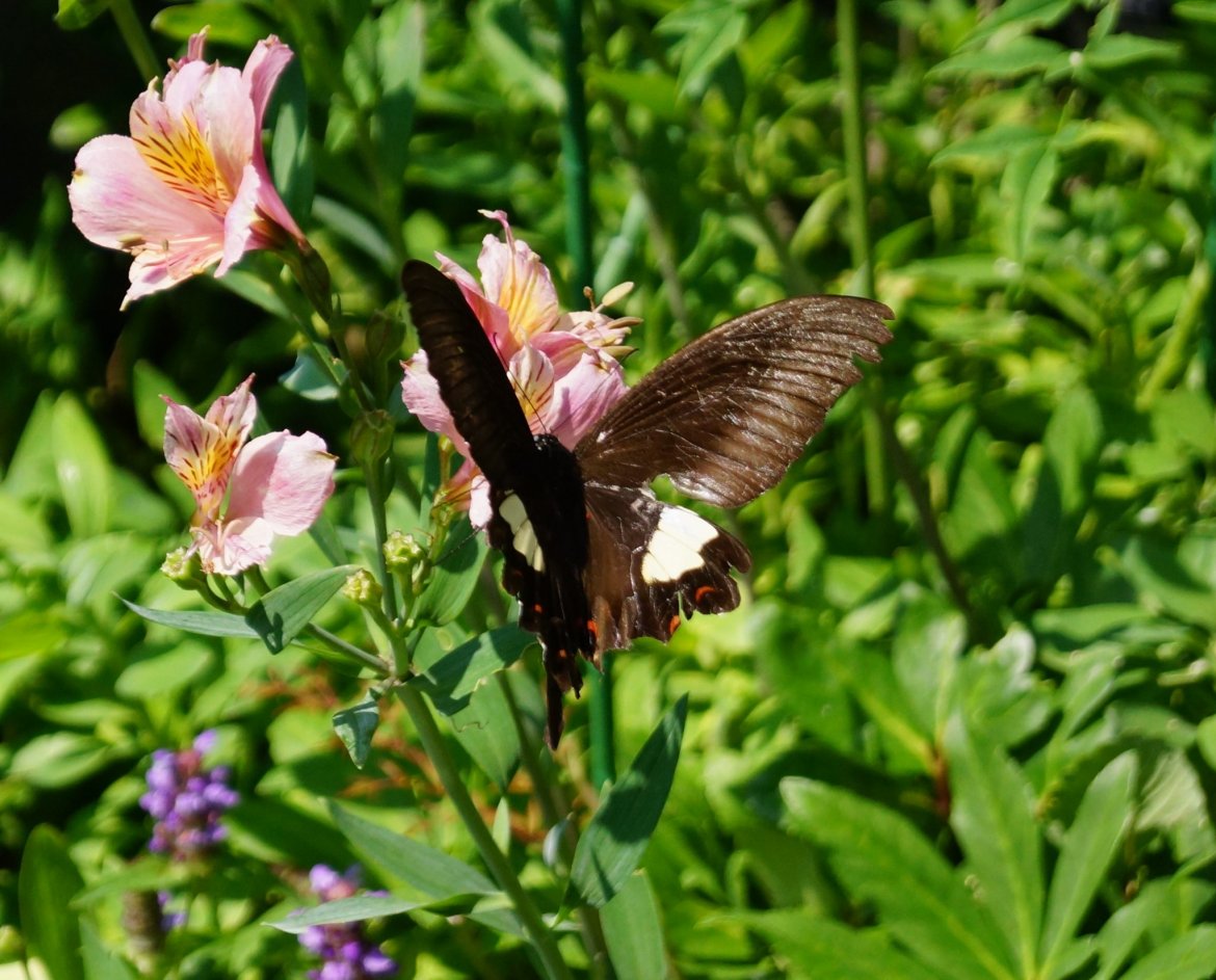 今度はでっかいチョウチョが来てくれました