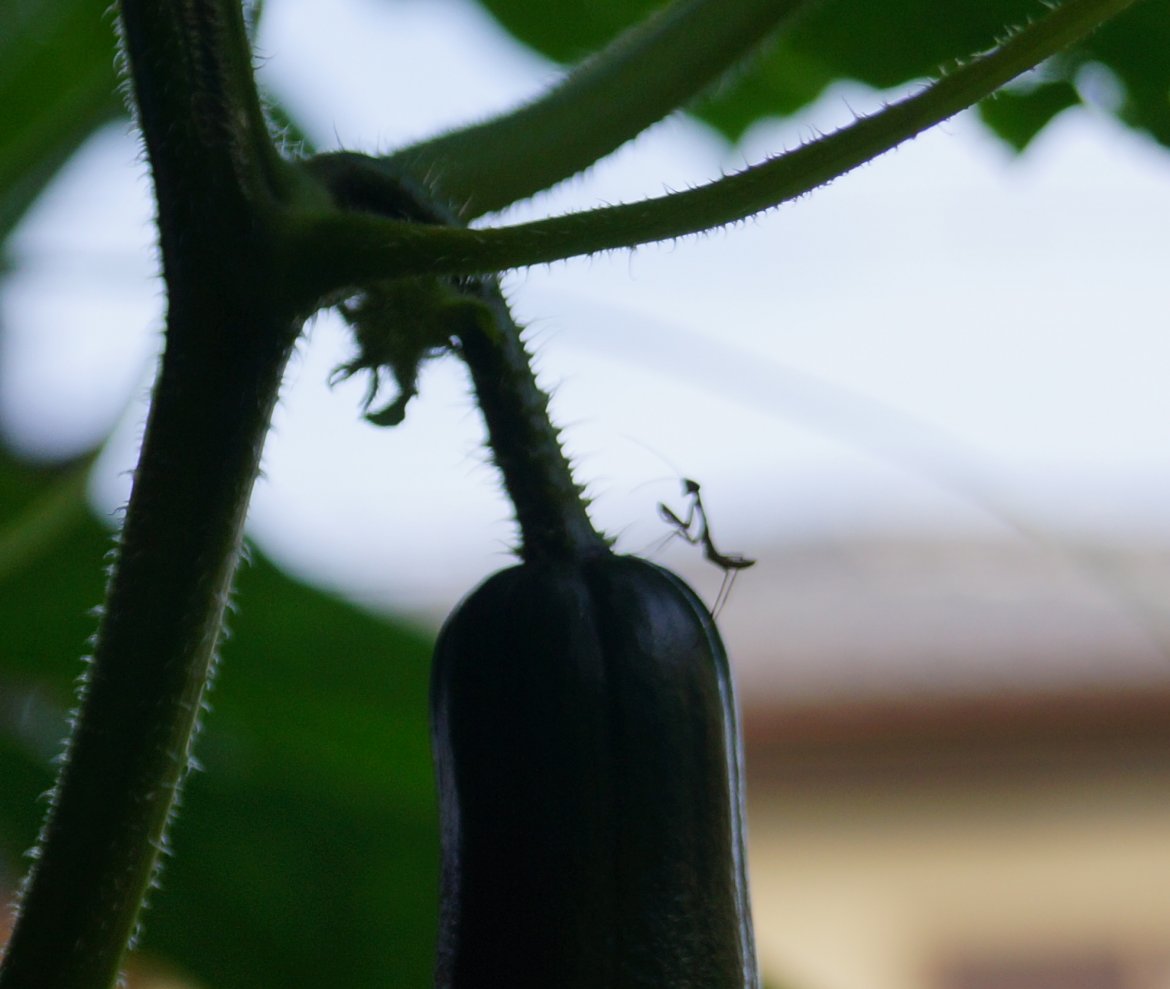 今年もカマキリのベビーが誕生