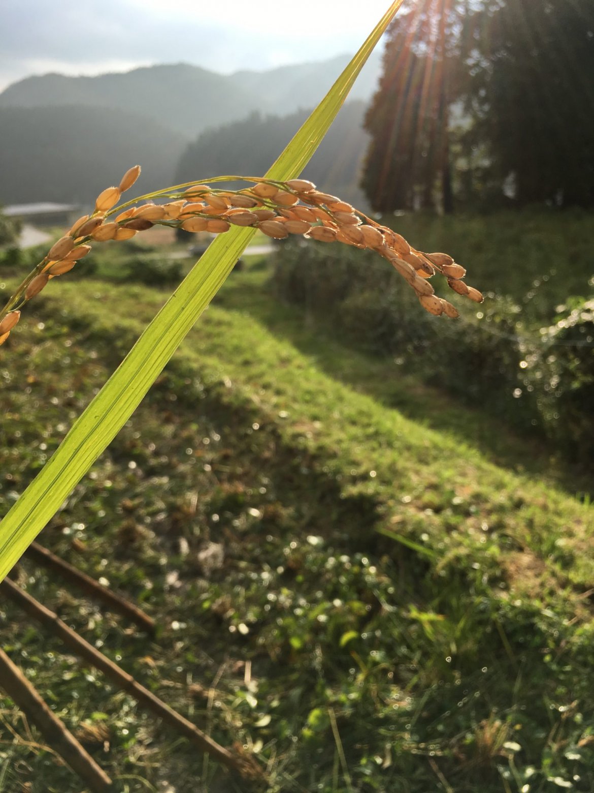 貴重な体験の連続！廃校でバーベキュー＆稲刈り体験