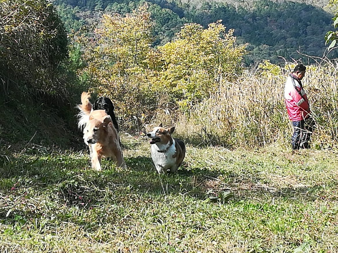 自然の中のワンちゃんフィールド