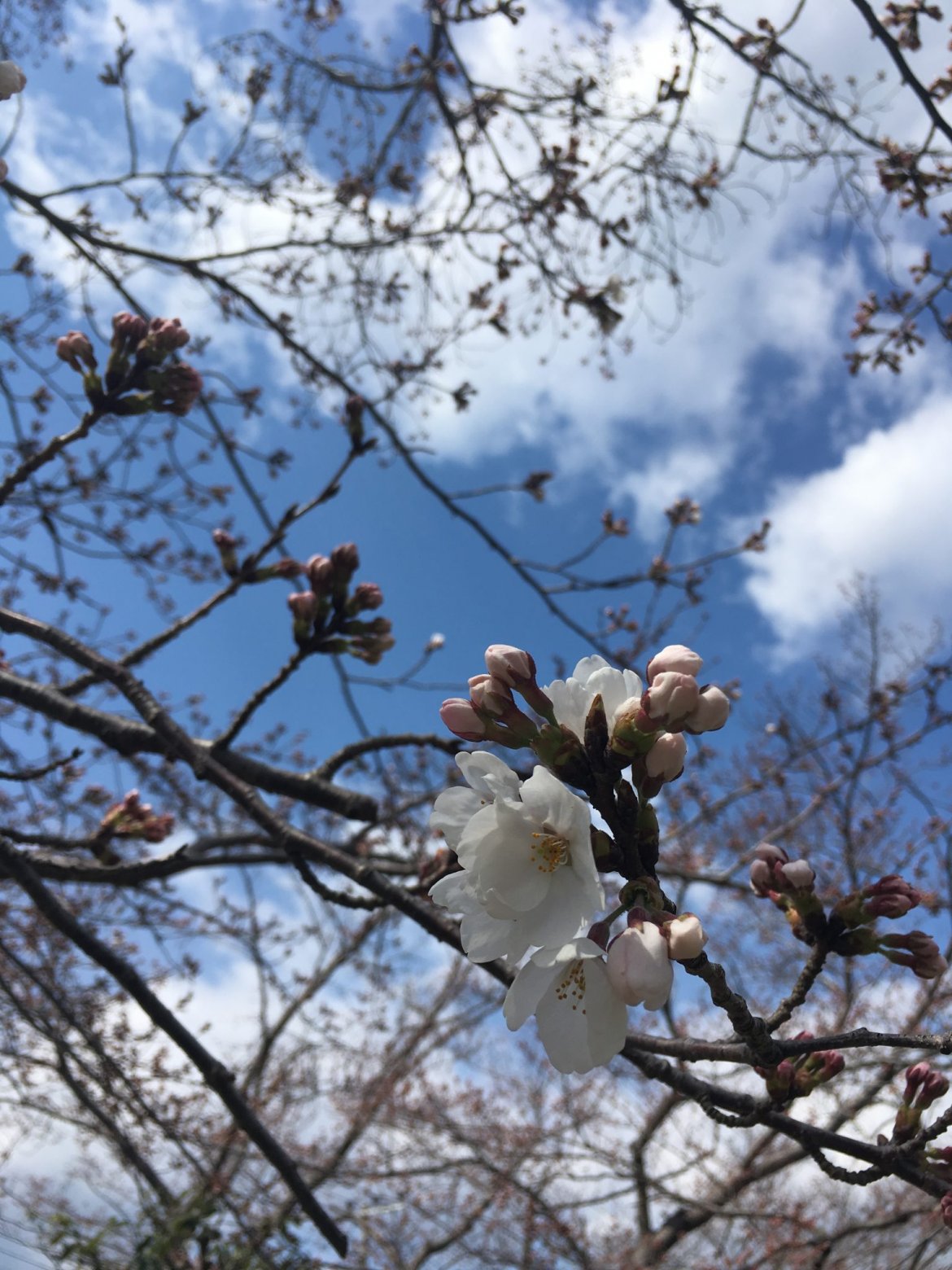 桜はもうすぐ？春休みに娘と公園巡り