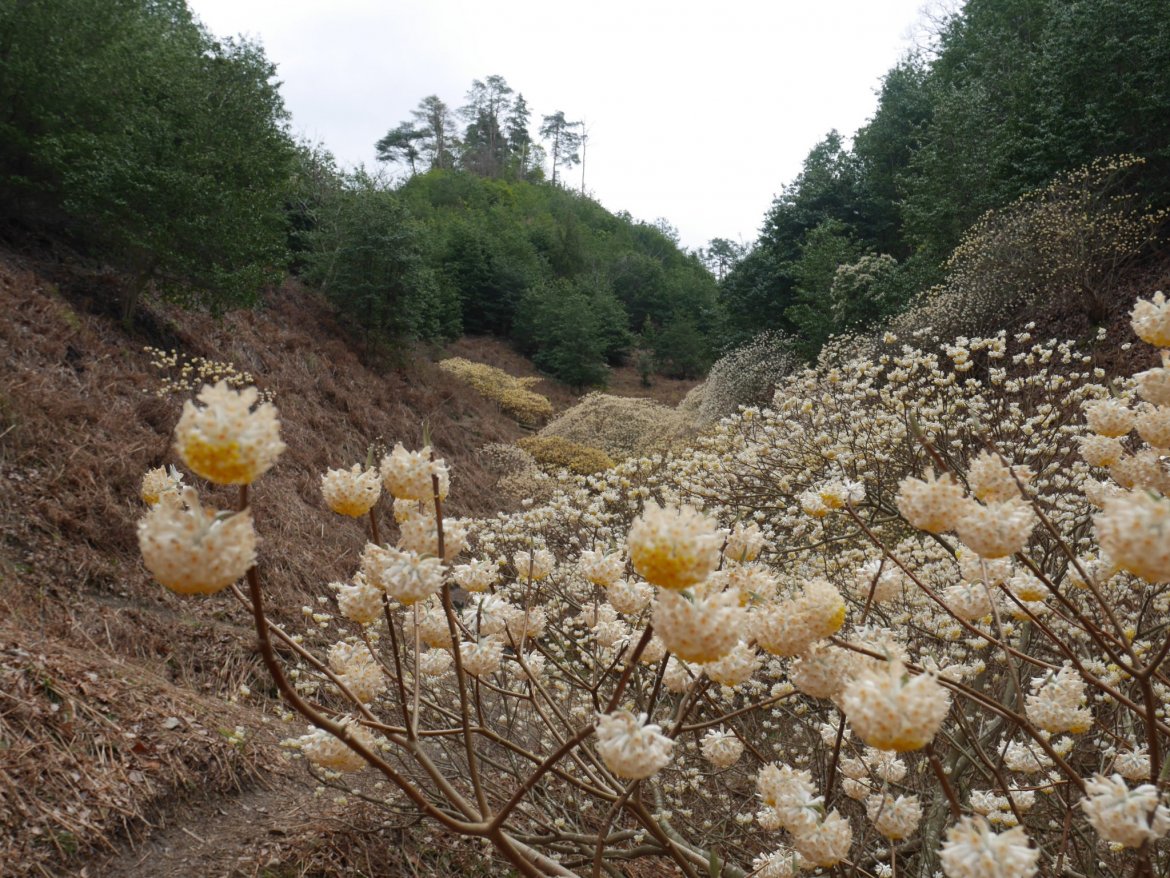 《ヤシキ谷③》ミツマタの群生地