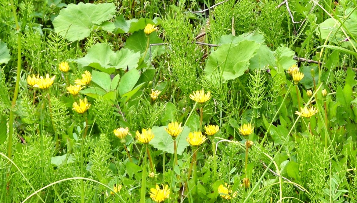豊能町の野草、樹木(4月~5月)