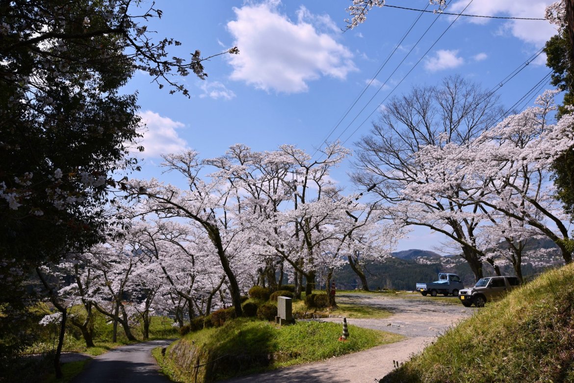桜が満開、真如寺