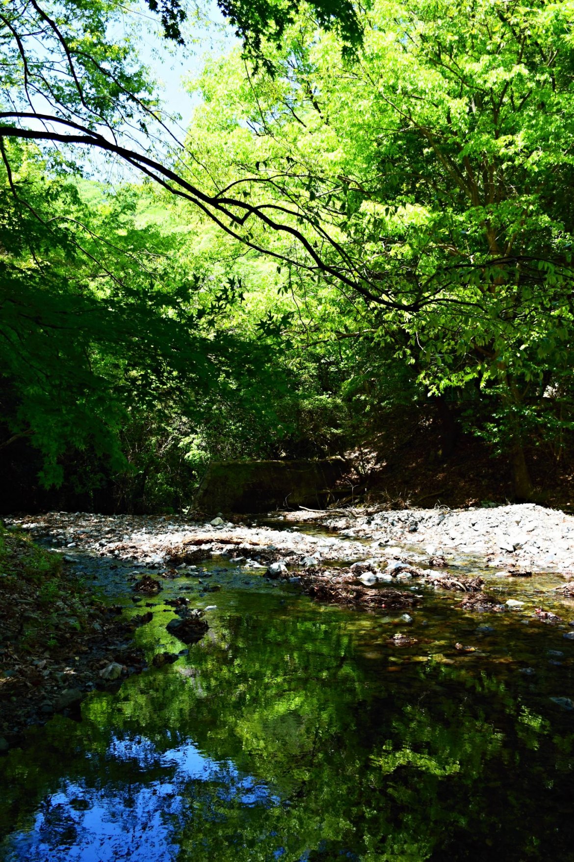 初谷渓谷の樹木