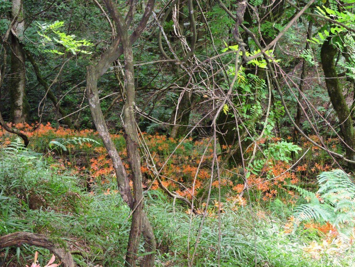 初谷渓谷の山野草