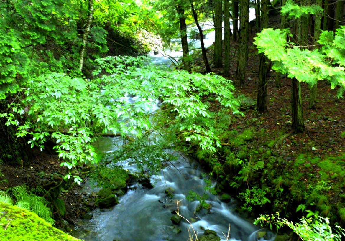 ①清流と緑の初谷渓谷