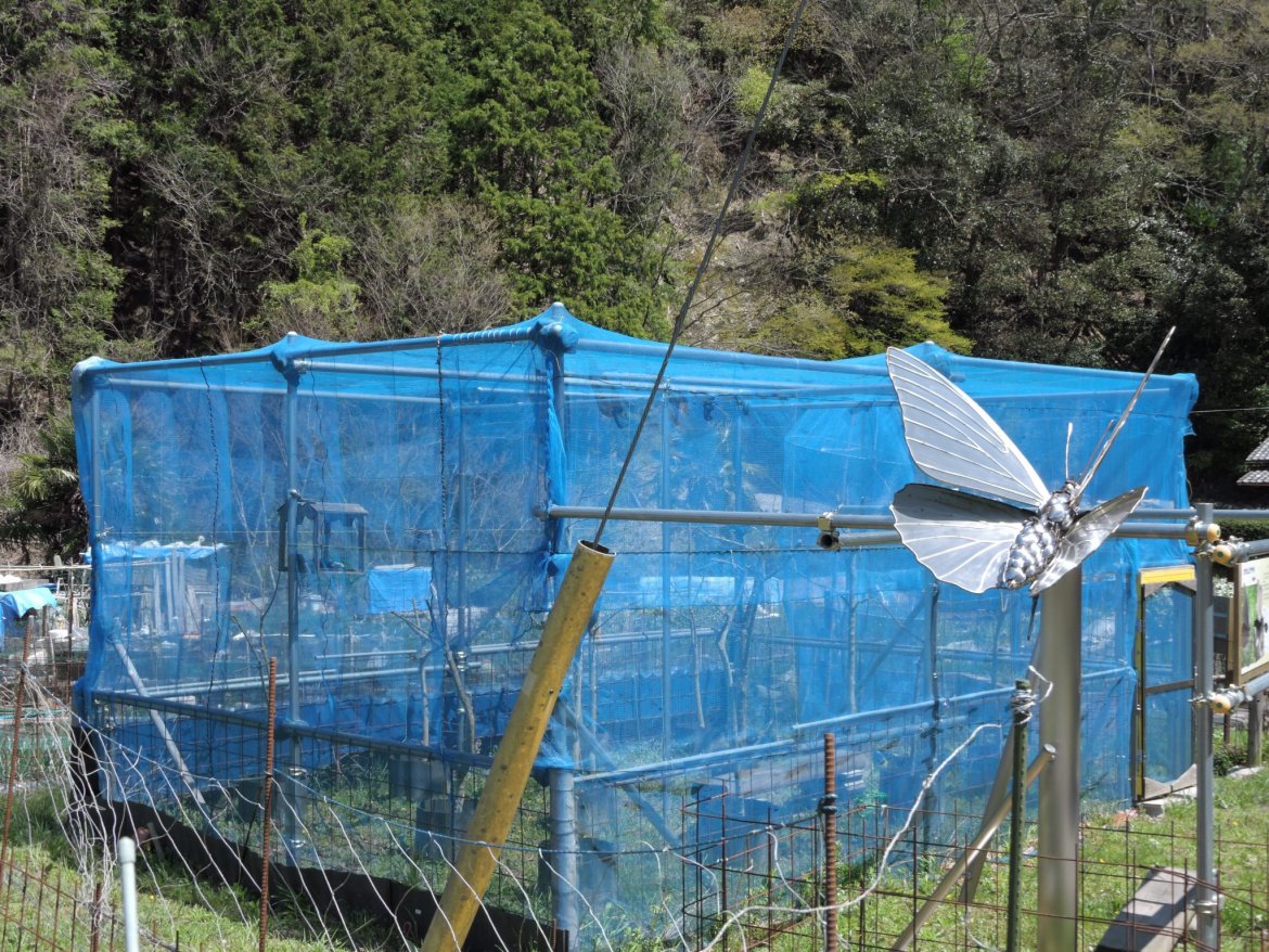 オオムラサキ（国蝶）羽化する