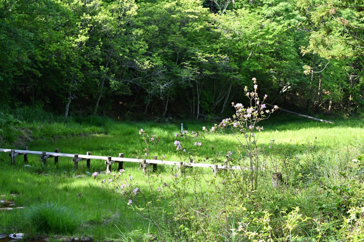 トキソウ及びオオムラサキ