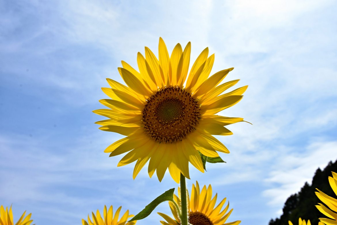 とよののひまわり畑