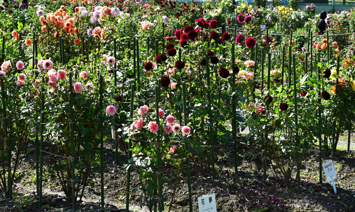黒川のダリヤ園（川西市）