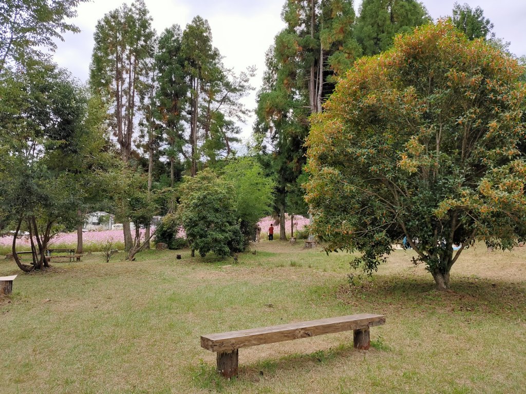 とよのコスモスの里 広場