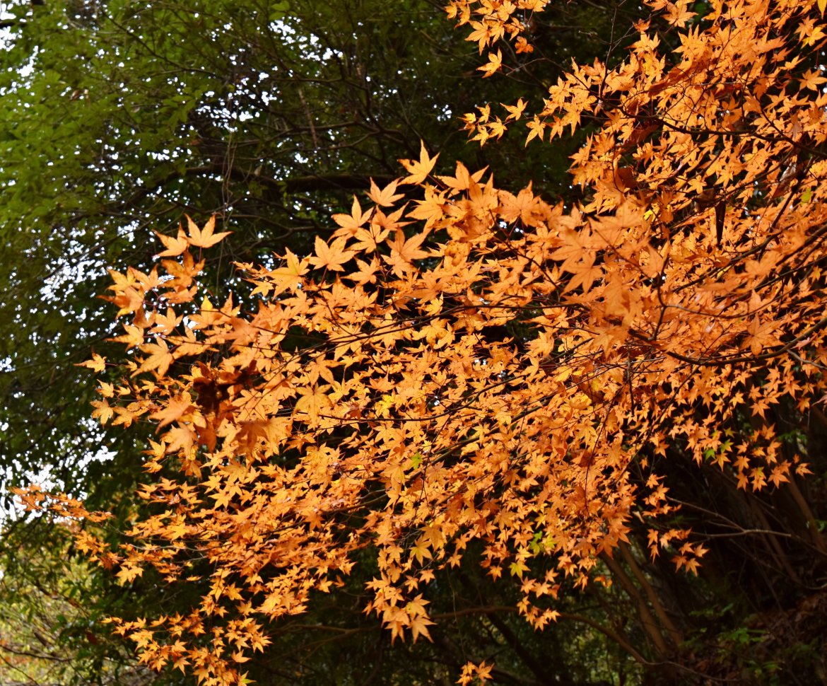 初谷渓谷コース&上杉尾根コースの紅葉