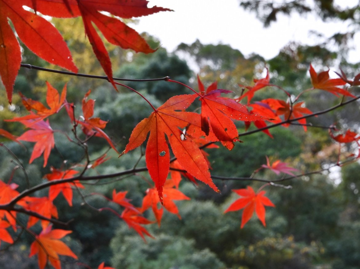 近隣地区の紅葉