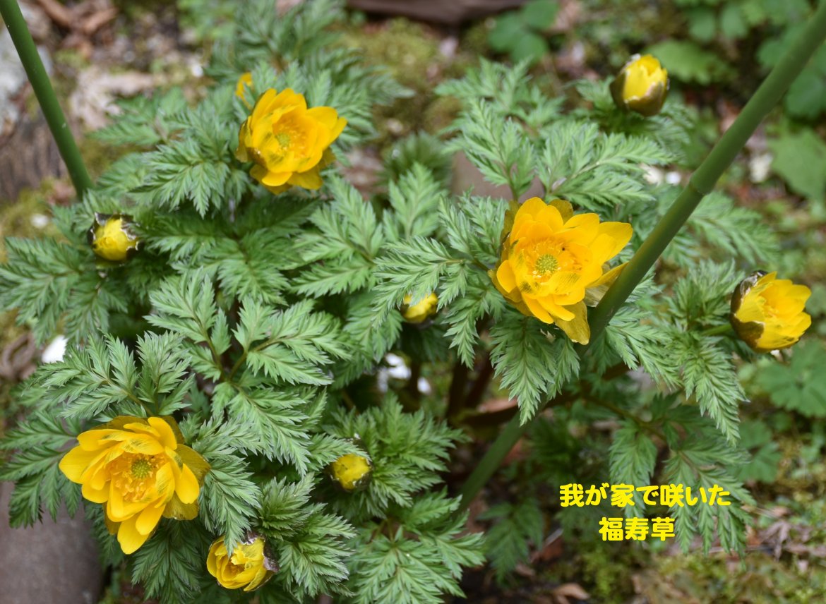 春を待つ初谷渓谷