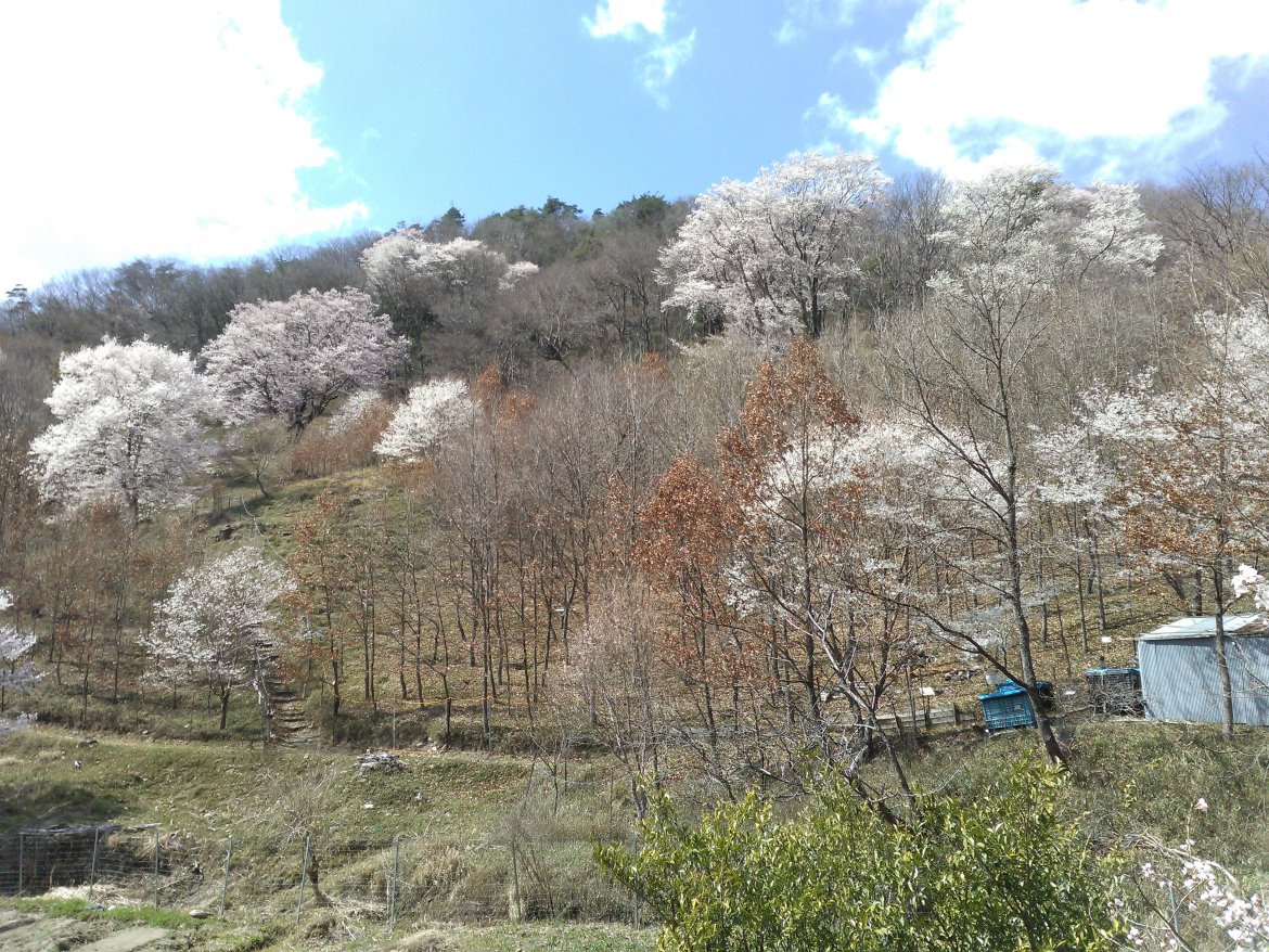 【満開🌸】黒川 ・桜の森