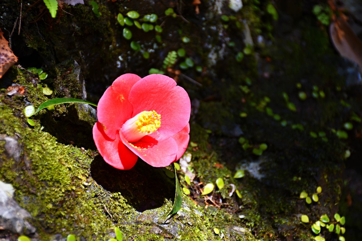初谷渓谷＆光ケ谷（吉川）