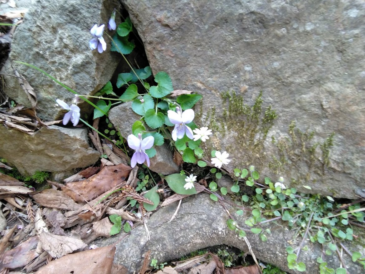 高代寺山の草花、木々の花2021/4月