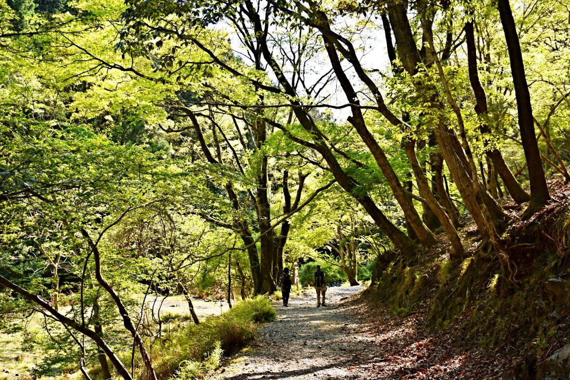 初夏の初谷渓谷