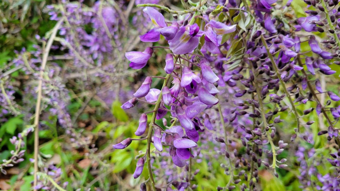 【散歩のススメ】藤を楽しむトヨノの暮らし