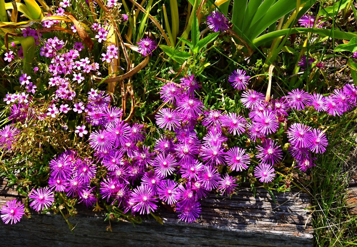 miniマーケット開催