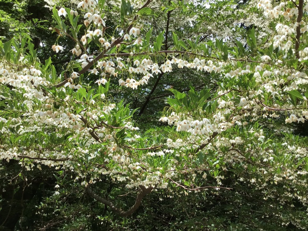 初夏の妙見山～上杉尾根コース↑～新滝道コース↓