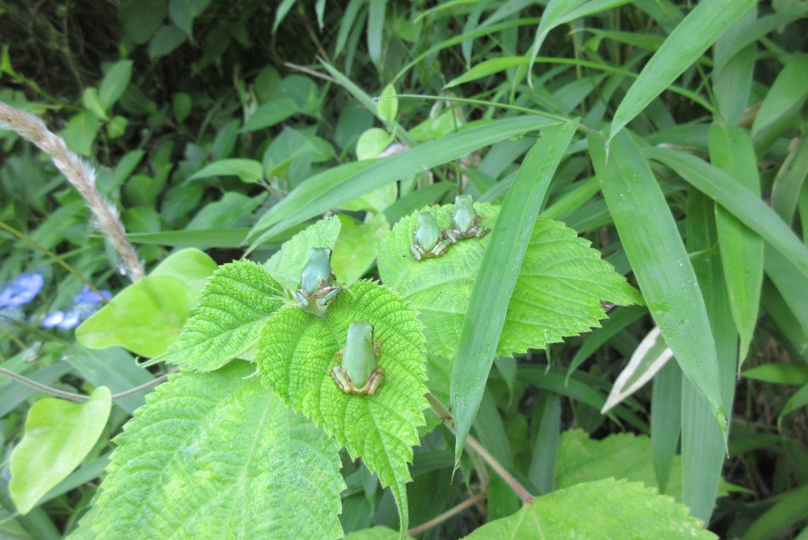 ある時、出くわした。