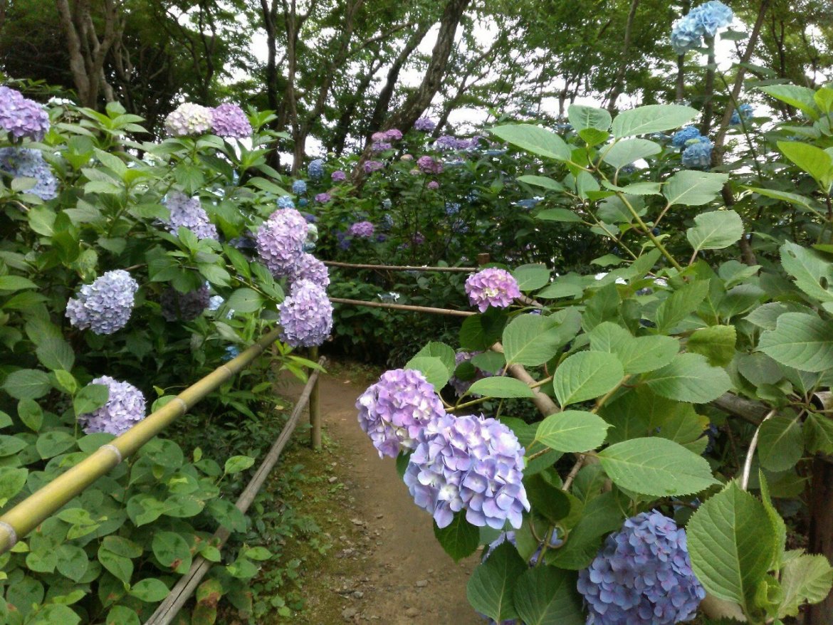 今年も、あじさいの寺《頼光寺》へ…