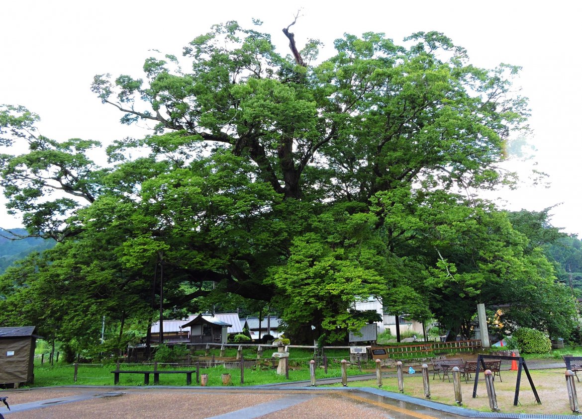 アオバズクが生まれる（野間のオオケヤキ）