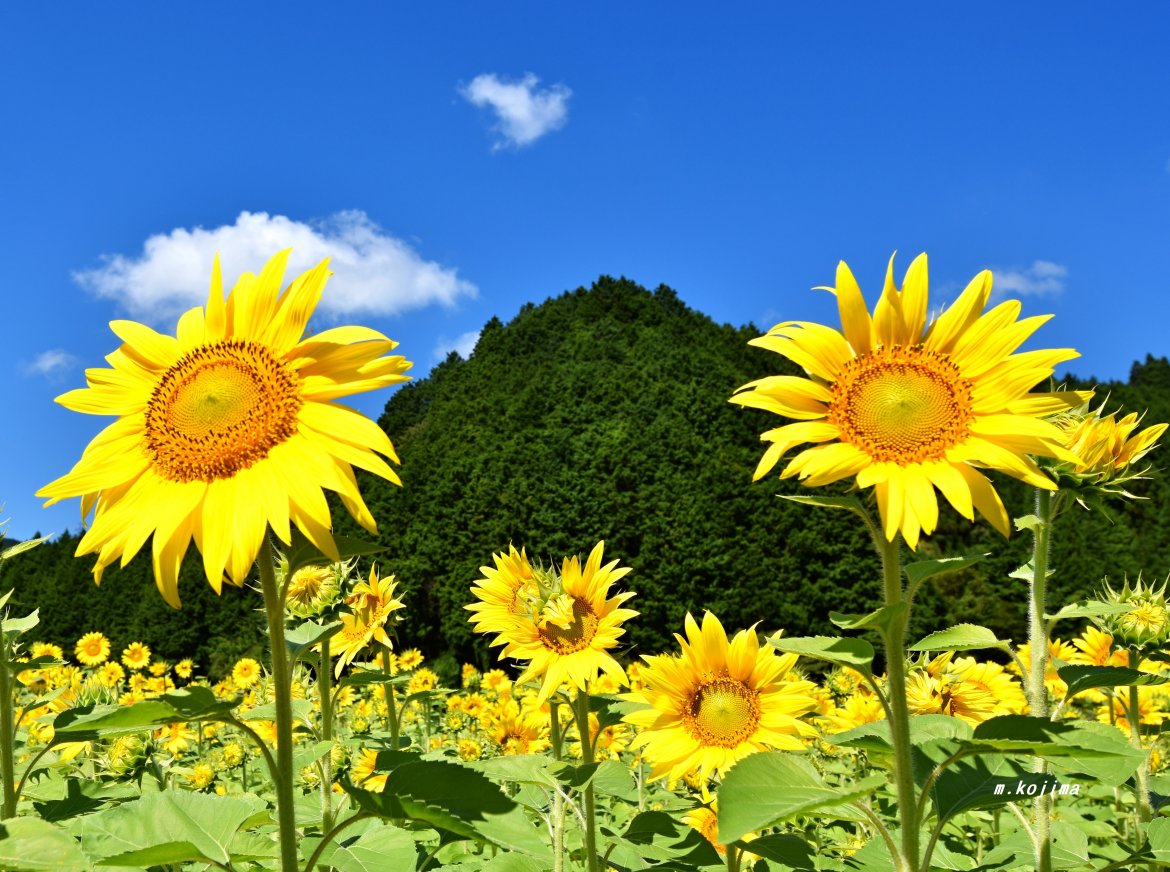 向日葵が真っ盛り