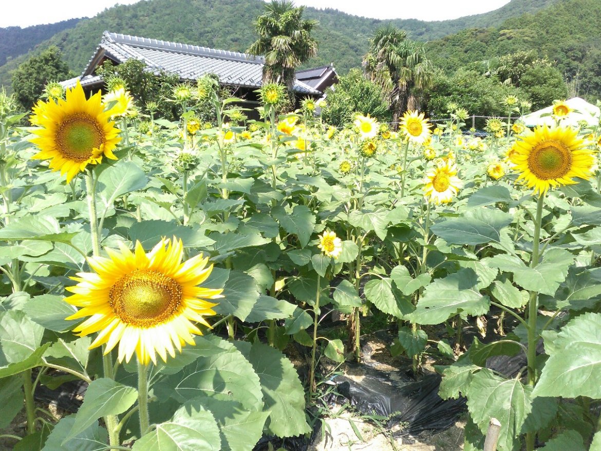 ウォーキングWEマーケットに、行ってきました☆