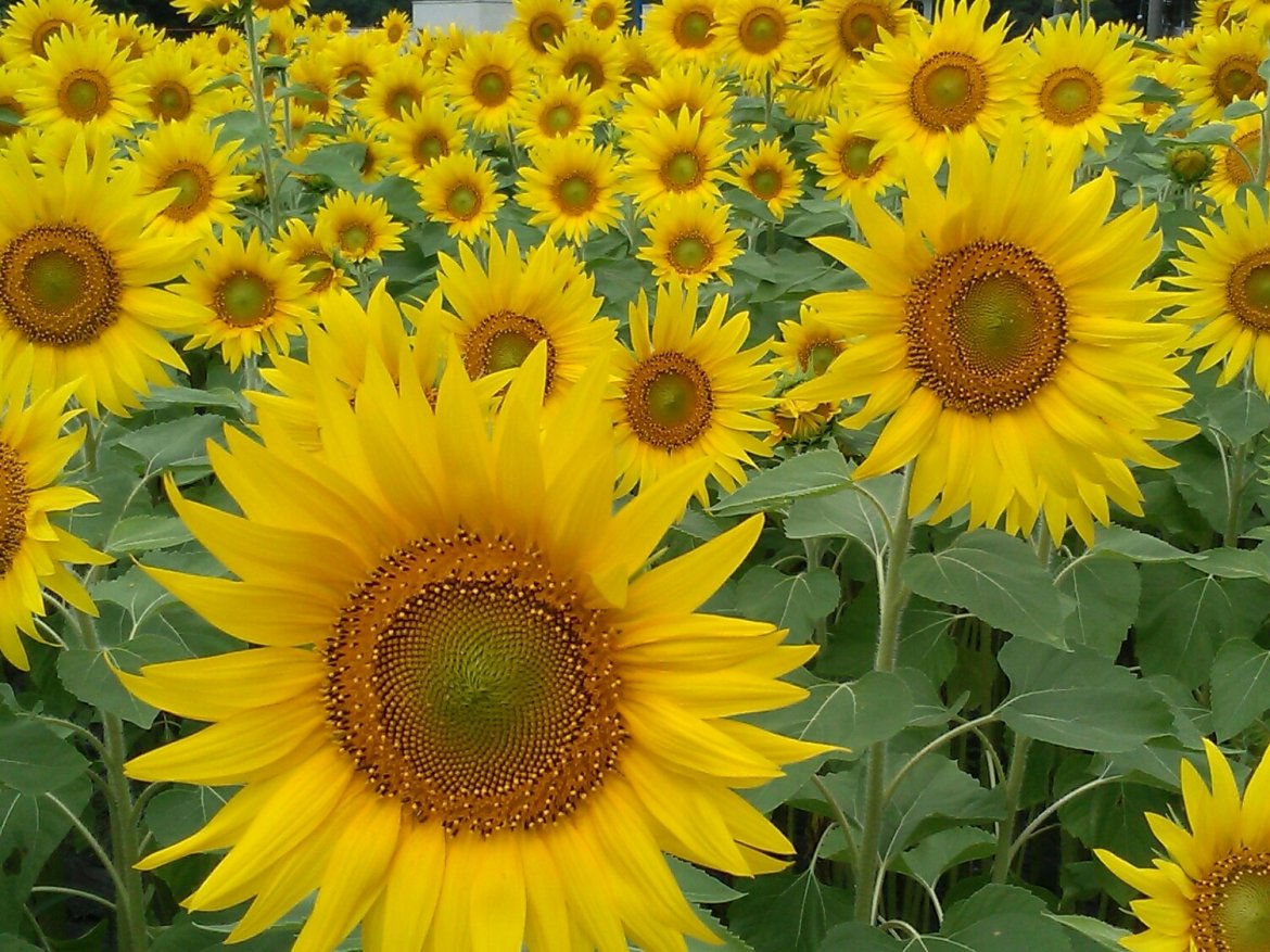 豊能町🌻ひまわりが広げる☺笑顔の輪！