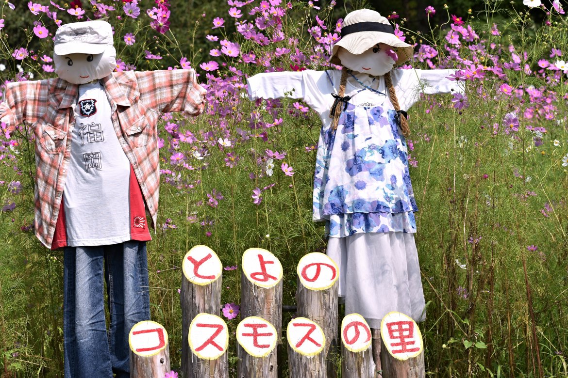 とよのコスモスの里