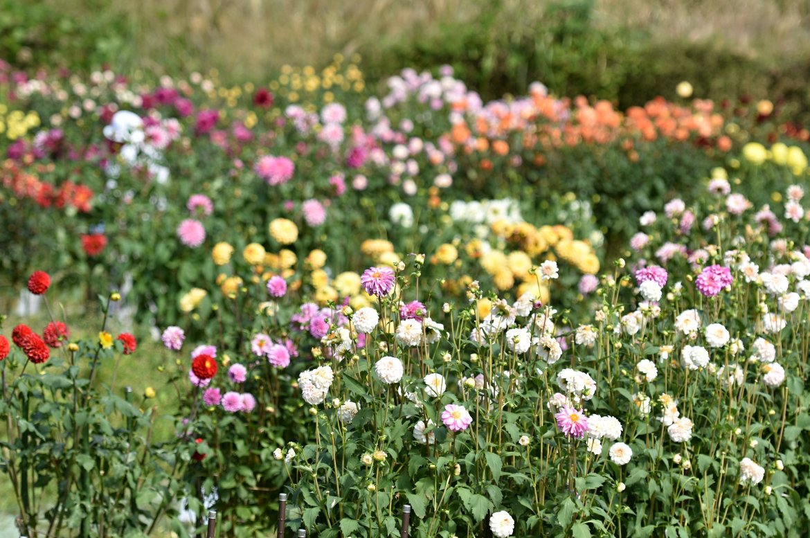黒川ダリヤ園（川西市）