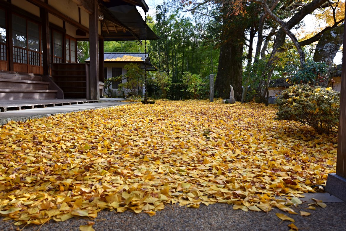 考鬮寺のイチョウが落葉