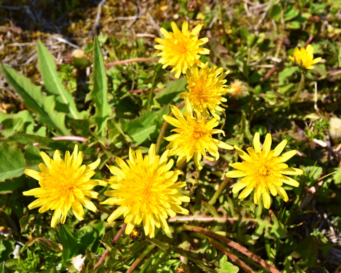 春の光が満ちあふれている東地区を探索