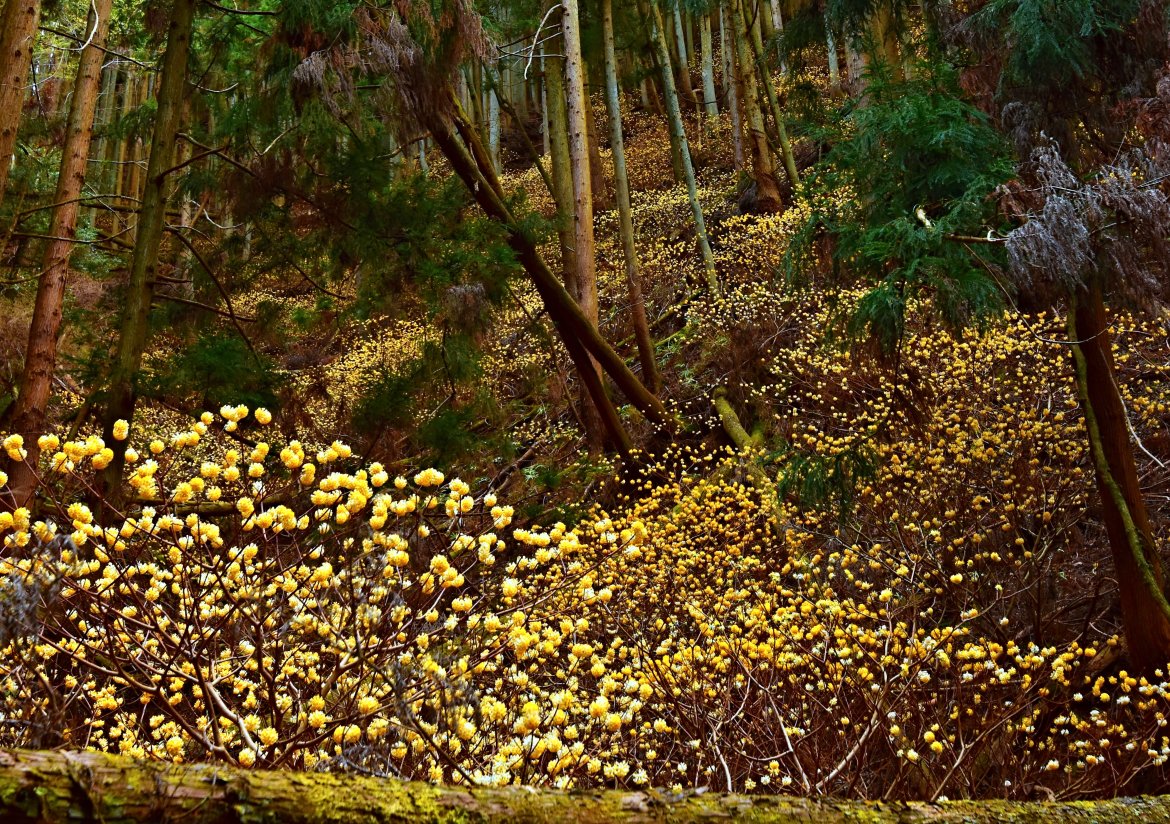 初谷渓谷のミツマタが大群生、壮観です！