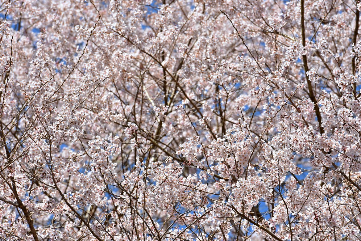 吉川地区光ケ谷のエドヒガンがみごとに満開しました！