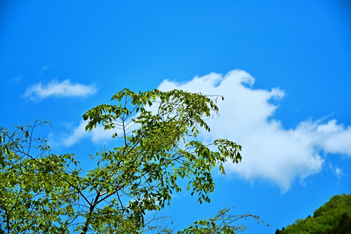 新緑の風薫る初谷渓谷