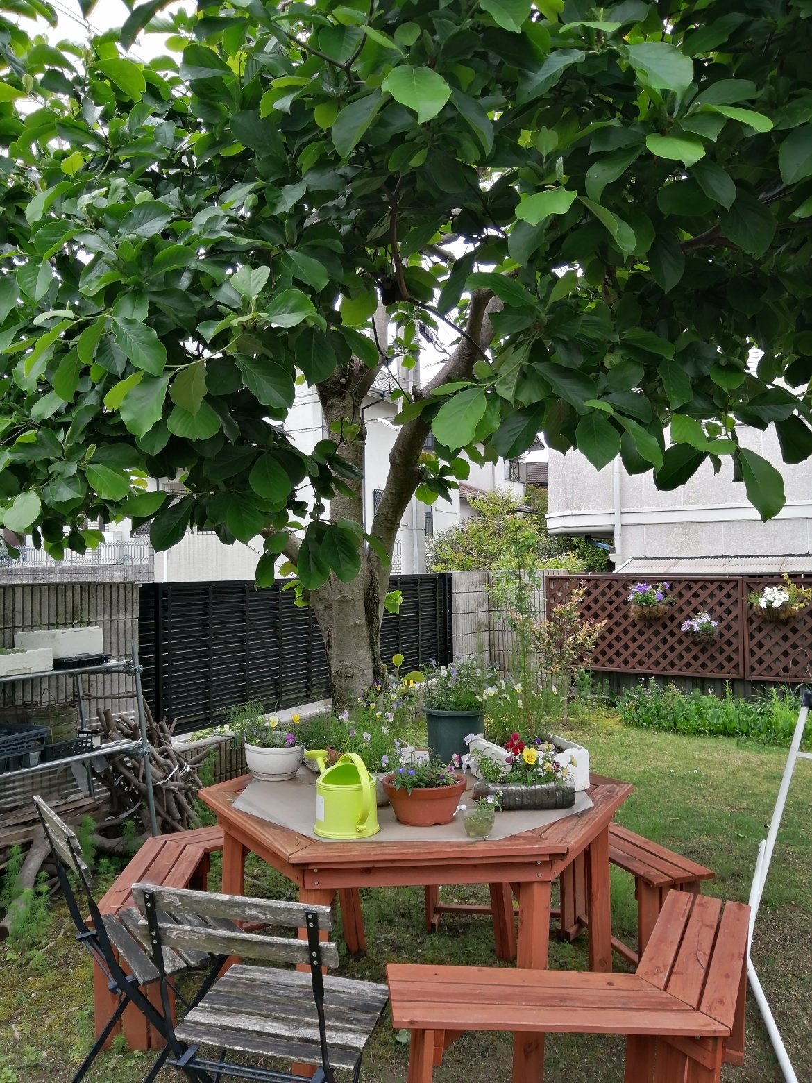 地図を片手に🌺花さんぽ🌺