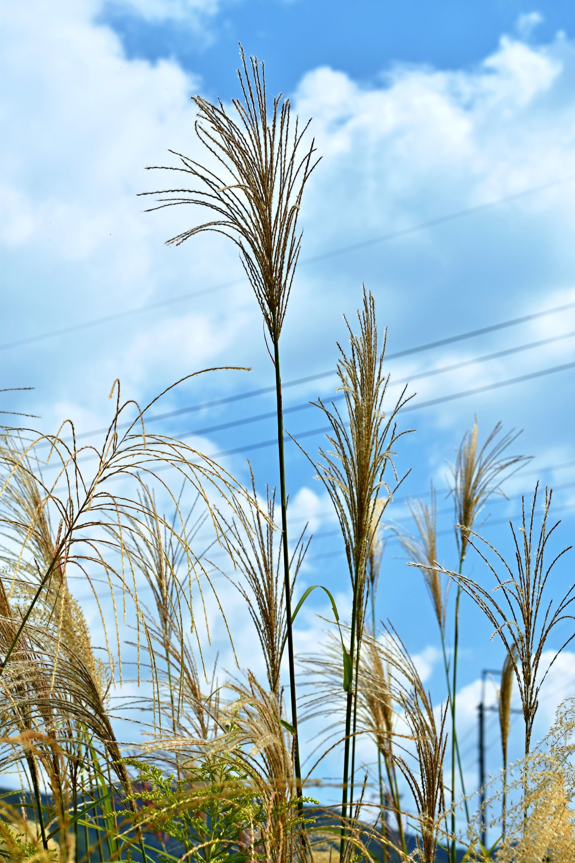 仲秋の代表的なきれいな花に見惚れてきました