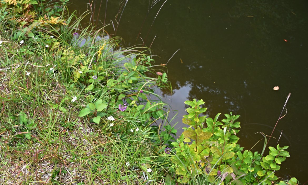 東地区の風土にマッチした希少野草が咲いていたので、散策して来ました。