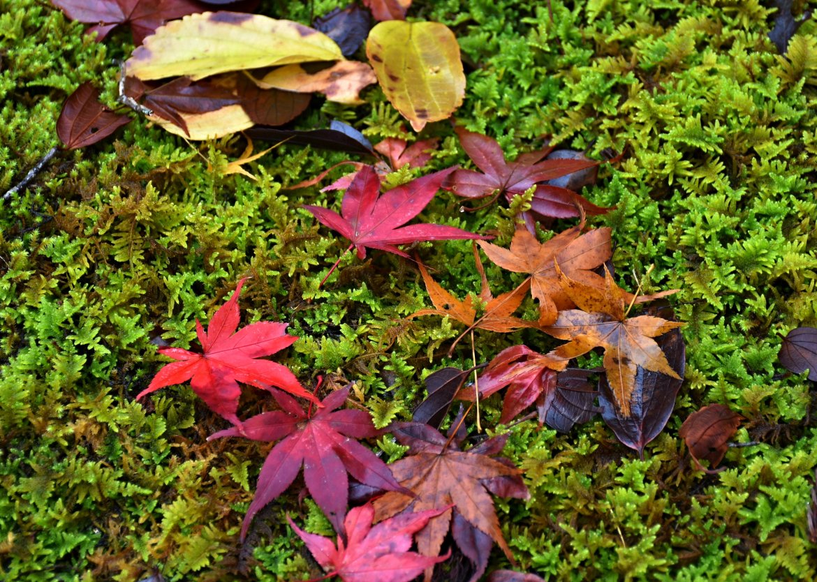 久安寺（池田市）の見ごたえのある紅葉が最高潮！