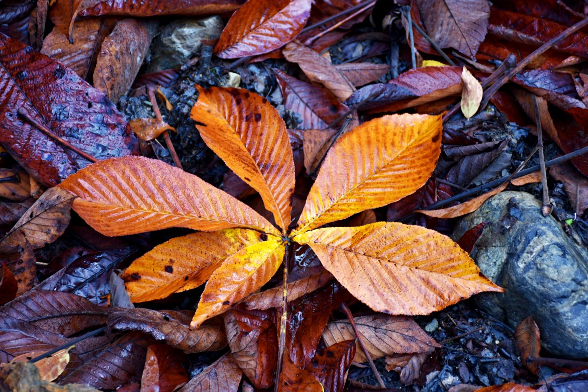 心地よい静かな紅葉の初谷渓谷