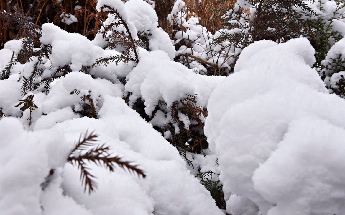 大寒波列島大雪！我が町も降雪