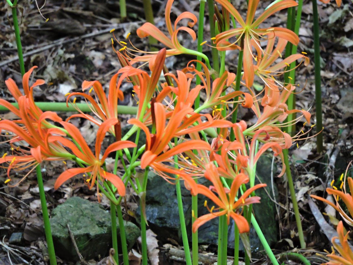 キツネノカミソリ（初谷渓谷）のエリアで鹿の侵入防止のため、ネットを設置しました。