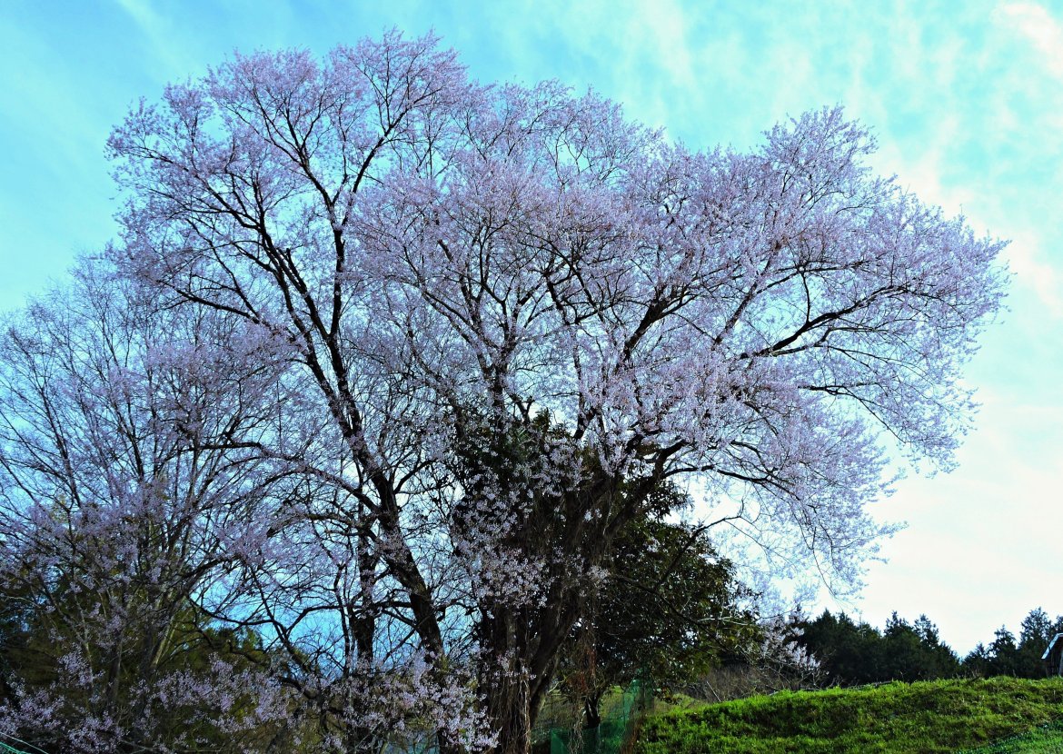 春のなごやかな季節が到来（西地区）