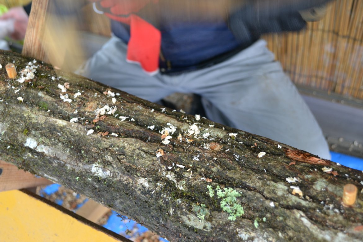 しいたけの原木打ちを初体験！～志野の里～